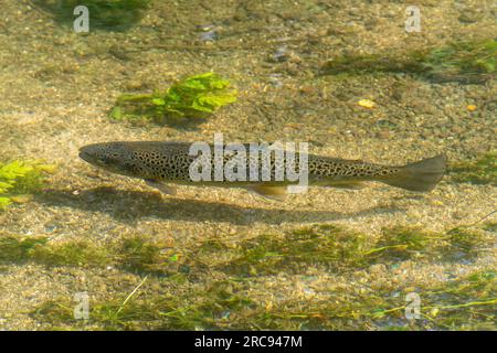 Poisson de truite brune (Salmo trutta) dans la rivière Test, un ruisseau de craie clair dans le Hampshire, Angleterre, Royaume-Uni Banque D'Images