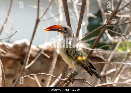 Hornbill à bec rouge du Nord, un magnifique oiseau originaire du continent africain Banque D'Images