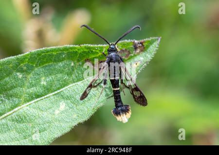 Synanthedon andrenaeformis (Synanthedon andrenaeformis) mâle dans le Hampshire, Angleterre, Royaume-Uni, en juillet Banque D'Images