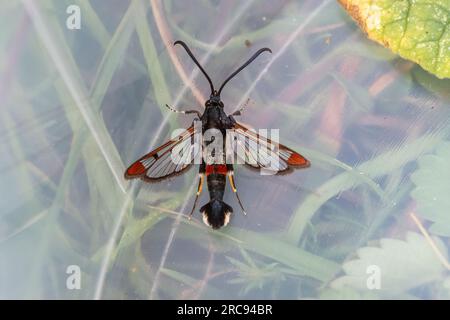 Synanthedon formicaeformis (Synanthedon formis), un mâle attiré par un leurre à phéromone dans le Hampshire, Angleterre, Royaume-Uni, en juillet Banque D'Images