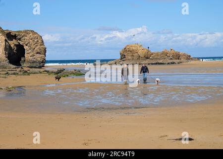 Un couple promenant leurs deux chiens sur la plage de Perranporth qui est située sur la côte nord de Cornouailles en Angleterre Banque D'Images