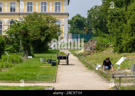 Bonn, Allemagne - 22 mai 2023 : vue d'un jardinier professionnel au jardin botanique de Poppelsdorf Bonn Allemagne Banque D'Images