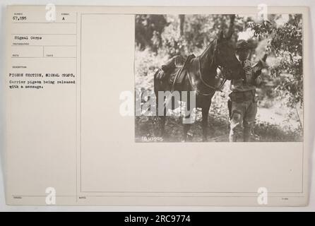 Dans cette image tirée de photographies des activités militaires américaines pendant la première Guerre mondiale, un pigeon voyageur est libéré par la section pigeon du signal corps. Le pigeon porte un message intitulé 'SUMBER 67,595.' Cette photographie est décrite et publiée sous le symbole RECO et fait partie de la collection signal corps. Banque D'Images