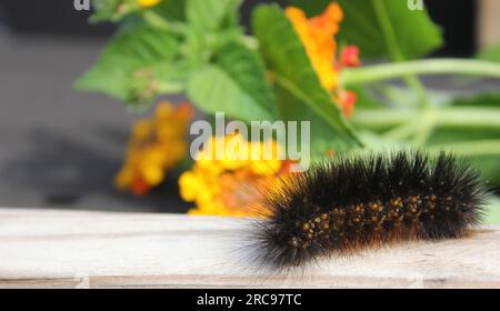 Sel Marsh Caterpillar sur la clôture en bois avec des fleurs jaunes Estigmene acrea rural est du Texas Banque D'Images