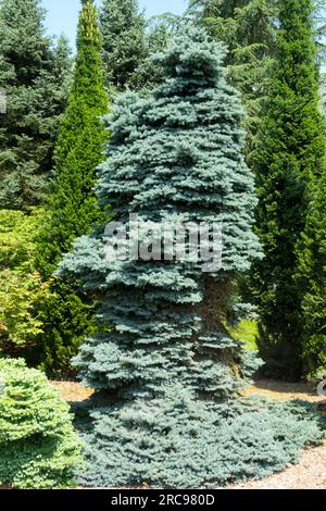 Épinette bleue du Colorado, Picea pungens 'glauca globosa' spécimen plus ancien dans le jardin Banque D'Images