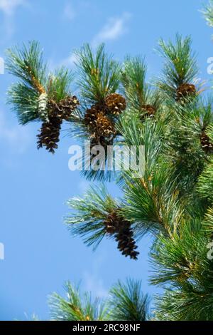 Cônes de pin des Balkans Pinus peuce 'glauca' Banque D'Images