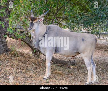 Common Eland dans le parc national de Mana pools au Zimbabwe, Afrique, Banque D'Images