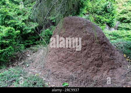 Fourmis forestières, nidification, anthill, sous, branche, monté, fourmis des bois, Formica rufa nid de fourmis des bois Banque D'Images