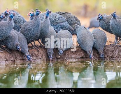 Guinéafowl hissée dans la réserve animalière de Mashatu Euphorbia au Botswana, en Afrique. Banque D'Images