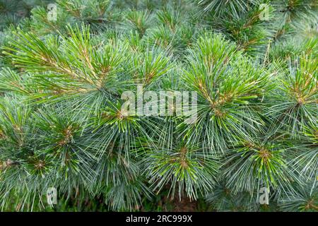 PIN blanc Pinus strobus 'densa' Banque D'Images