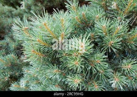 PIN sylvestris, Pinus sylvestris 'Watereri', aiguilles, branche Pinus sylvestris aiguille Banque D'Images