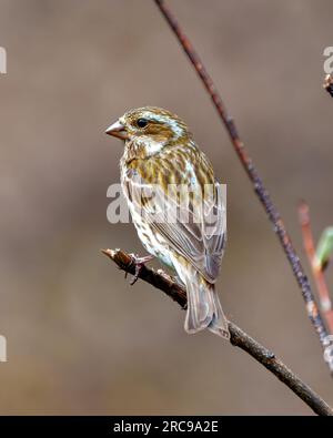 Purple Finch femelle gros plan vue arrière perché sur une branche et affichant une plume brune dans son environnement et son habitat environnant. Finch Picture. Banque D'Images