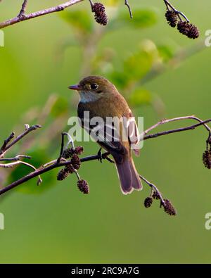 Willow Flycatcher gros plan vue arrière perché sur une branche avec fond vert dans son environnement et habitat environnant. Photo Flycatcher. Banque D'Images