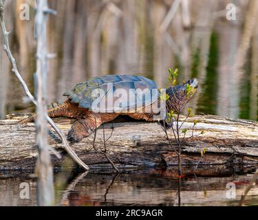 Snapping tortue vue de côté en gros plan reposant sur une bûche d'eau et affichant queue de dragon, pattes, cou, œil dans son environnement et son habitat. Photo de tortue. Banque D'Images