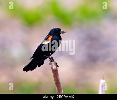 Blackbird à ailes rouges vue de côté rapprochée, perché sur une queue de chat avec un insecte dans son bec avec un fond coloré dans son environnement et son habitat. Banque D'Images