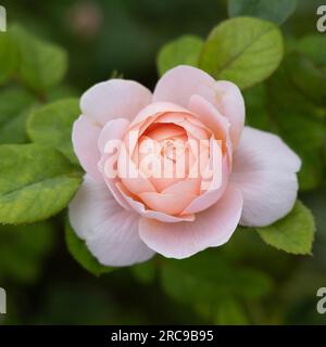 Arbuste rose Reine de Suède Banque D'Images