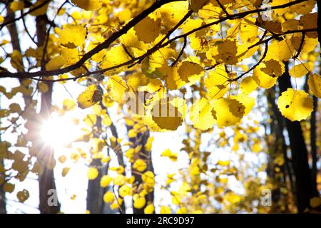 botanique, peuplier trembleur dans la lumière d'automne dans la forêt de Taunus, Niedernhausen, Hesse, Allemagne, DROITS-AUTORISATION-INFO-NON-AVAILABLE Banque D'Images