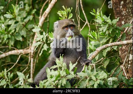 Diademmeerkatze (Cercopithecus mitis) sitzt auf einem AST, Arusha Nationalpark, Tansania, Afrika |singe bleu ou singe diademed (Cercopithecus mitis) Banque D'Images