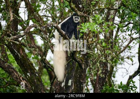 Mantelaffe oder Guereza (Colobus guereza), Arusha Nationalpark, Tansania, Afrika |guereza mantled (Colobus guereza), également connu simplement sous le nom de guereza, Banque D'Images