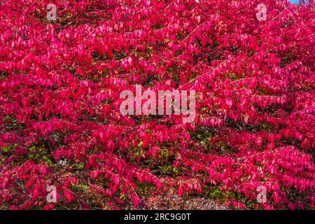 Couleur d'automne à Mount Desert Island dans le Maine. Banque D'Images