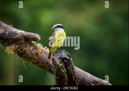 Goldbauchtyrann (Myiodynastes hemichrysus, Maquenque Eco Lodge, Costa Rica, Zentralamerika |attrape-mouche à ventre doré (Myiodynastes hemichrysus), MAQ Banque D'Images