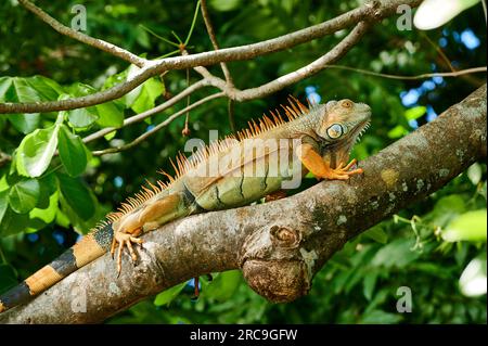 Maennlicher Gruener Leguan (Iguana iguana), Rio Bebedero, Costa Rica, Zentralamerika |mâle vert iguane (Iguana iguana), Rio Bebedero, Costa Rica, ce Banque D'Images