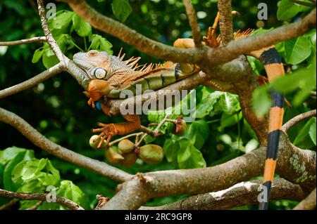 Maennlicher Gruener Leguan (Iguana iguana), Rio Bebedero, Costa Rica, Zentralamerika |mâle vert iguane (Iguana iguana), Rio Bebedero, Costa Rica, ce Banque D'Images