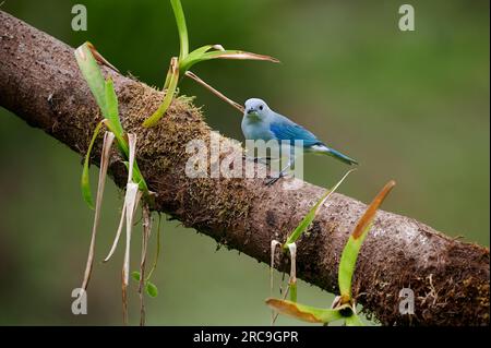 Blautangare (Thraupis episcopus), Maquenque Eco Lodge, Costa Rica, Zentralamerika | oiseau tanager bleu-gris (Thraupis episcopus), Maquenque Eco Lodge, Banque D'Images