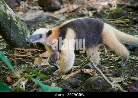 Ameisenbaer bzw Nördlicher Tamandua (Tamandua mexicana), Nationalpark Corcovado, péninsule d'Osa, Costa Rica, Zentralamerika |fourmière ou tama du Nord Banque D'Images