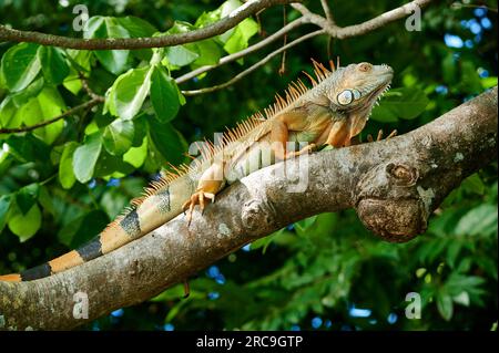 Maennlicher Gruener Leguan (Iguana iguana), Rio Bebedero, Costa Rica, Zentralamerika |mâle vert iguane (Iguana iguana), Rio Bebedero, Costa Rica, ce Banque D'Images