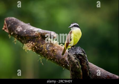 Goldbauchtyrann (Myiodynastes hemichrysus, Maquenque Eco Lodge, Costa Rica, Zentralamerika |attrape-mouche à ventre doré (Myiodynastes hemichrysus), MAQ Banque D'Images