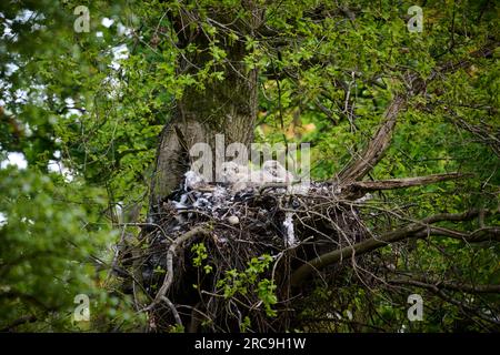 Uhu (Bubo bubo), Kueken in einem Nest auf einem Baum , Heinsberg, Rhénanie-du-Nord-Westphalie, Deutschland |chouette aigle d'Eurasie (Bubo bubo), poussins dans un nid Banque D'Images