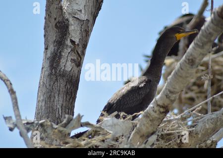 Cormoran à crête double dans le nid Banque D'Images