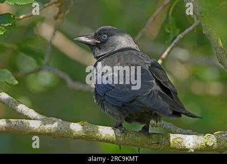 WESTERN Jackdaw (Corvus monedula) juvénile perché sur la branche Suffolk, Royaume-Uni. Juillet Banque D'Images