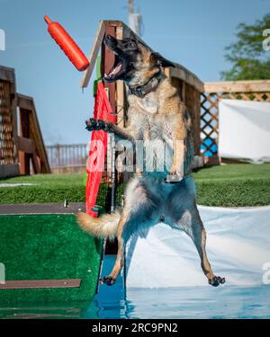 Chien malinois belge attrapant un pare-chocs orange après avoir sauté d'un quai dans la piscine Banque D'Images