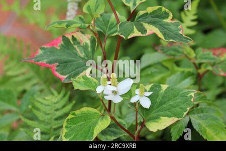 Houttuynia cordata caméléon Banque D'Images