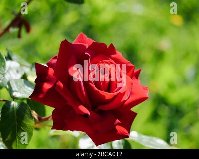 belle rose rouge sur fond vert Banque D'Images