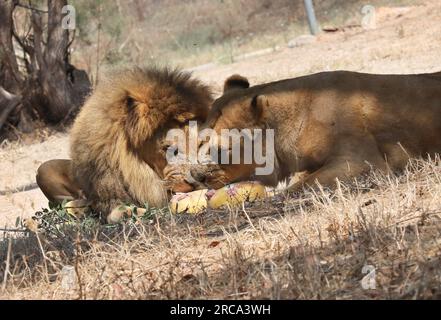 Jérusalem. 13 juillet 2023. Les Lions mangent des aliments surgelés au Safari Zoo d'Israël pendant la vague de chaleur dans la ville de Ramat Gan, dans le centre d'Israël, le 13 juillet 2023. Crédit : Gil Cohen Magen/Xinhua/Alamy Live News Banque D'Images