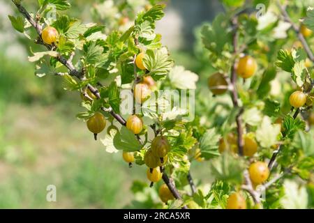 Groseille à maquereau - baies mûres jaunes dans le jardin sur le buisson avec des feuilles vertes. Vitamines naturelles et antioxydants. Nourriture d'été. Banque D'Images