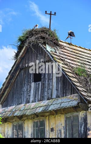 Cigognes nichant au sommet d'une ancienne maison en bois dans le village de Cigoc. Parc naturel de Lonjsko Polje, Croatie. Banque D'Images