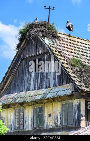 Cigognes nichant au sommet d'une ancienne maison en bois dans le village de Cigoc. Parc naturel de Lonjsko Polje, Croatie. Banque D'Images