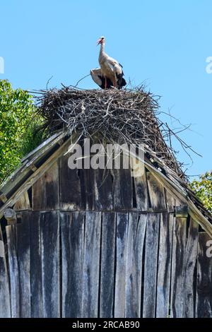 Cigognes nichant au sommet d'une ancienne maison en bois dans le village de Cigoc. Parc naturel de Lonjsko Polje, Croatie. Banque D'Images