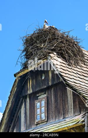 Cigognes nichant au sommet d'une ancienne maison en bois dans le village de Cigoc. Parc naturel de Lonjsko Polje, Croatie. Banque D'Images