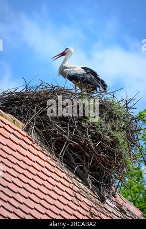 Cigognes nichant au sommet d'une ancienne maison en bois dans le village de Cigoc. Parc naturel de Lonjsko Polje, Croatie. Banque D'Images