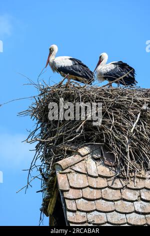 Cigognes nichant au sommet d'une ancienne maison en bois dans le village de Cigoc. Parc naturel de Lonjsko Polje, Croatie. Banque D'Images