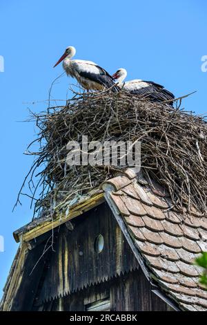 Cigognes nichant au sommet d'une ancienne maison en bois dans le village de Cigoc. Parc naturel de Lonjsko Polje, Croatie. Banque D'Images