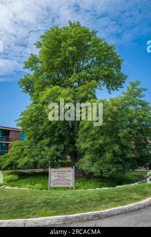 Le plus grand arbre Ohio Buckeye enregistré aux États-Unis et poussant à Oak Brook, Illinois Banque D'Images