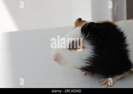 Fidèle compagnon ! Image d'un cobaye, symbolisant les soins et l'affection dédiés aux animaux de compagnie. Banque D'Images