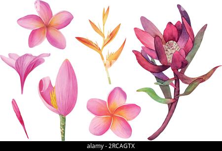 Vector tropical Plumeria, Protea, Banana fleurs isolées sans fond. Illustration botanique aquarelle de plantes tropicales. Parfait Illustration de Vecteur