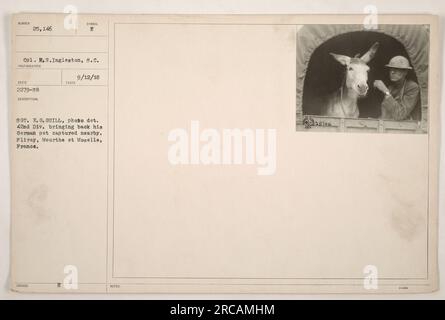 CPL. DROIT Ingleston a pris cette photographie le 12 septembre 1918, pendant la première Guerre mondiale. L'image montre le sergent Guill, PAR EXEMPLE, du détachement de photos de la 42e Division ramenant son animal de compagnie allemand capturé près de Flirey, Meurthe et Moselle, France. La photographie a reçu le numéro 2279-58. Banque D'Images